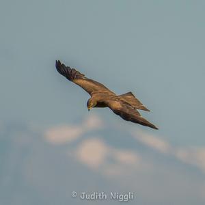 Black Kite