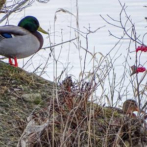 Mallard