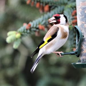 European Goldfinch