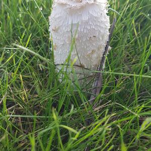 Shaggy Mane