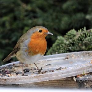 European Robin