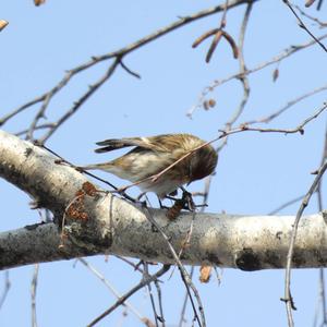 Common Redpoll