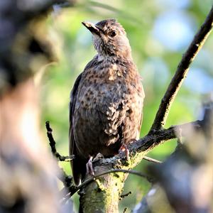 Eurasian Blackbird