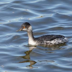 Black-necked Grebe