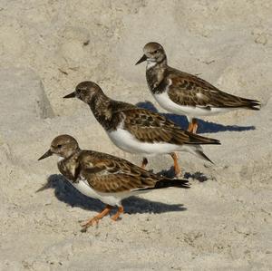 Ruddy Turnstone