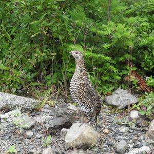 Spruce Grouse