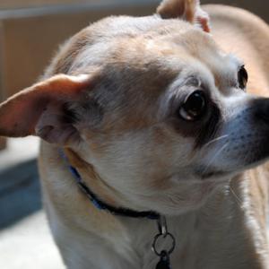 Unknown Breed