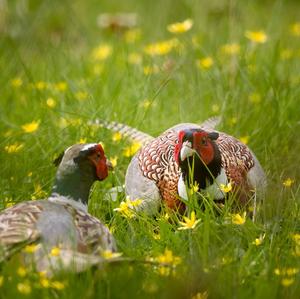 Common Pheasant