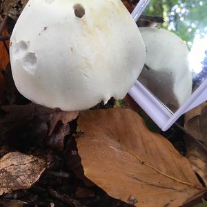 Destroying Angel