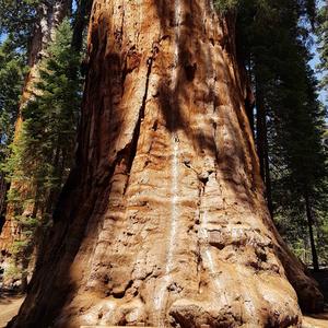 Giant Sequoia