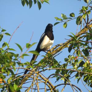 Black-billed Magpie