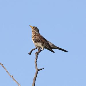 Fieldfare