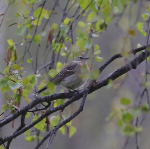 Water Pipit