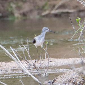 Common Greenshank