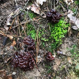 Conifer False Morel