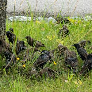 Common Starling