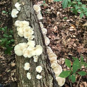 Oyster Mushroom