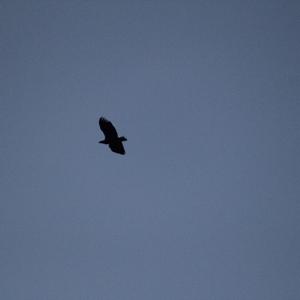 White-tailed Eagle