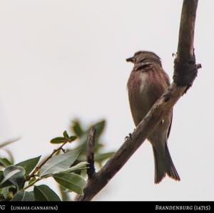 Eurasian Linnet