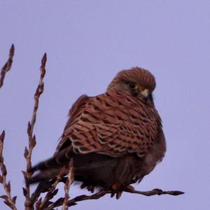 Common Kestrel