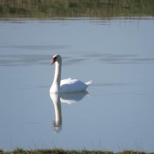 Mute Swan