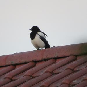 Black-billed Magpie