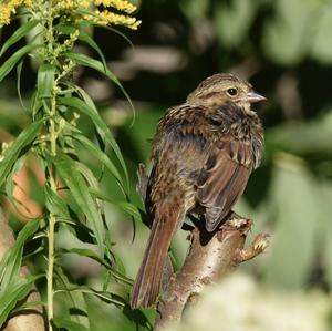 Chipping Sparrow