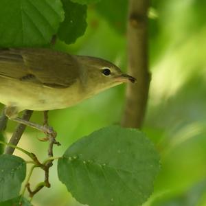 Willow Warbler