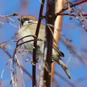 Eurasian Tree Sparrow