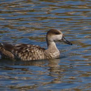 Marbled Teal