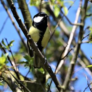 Great Tit