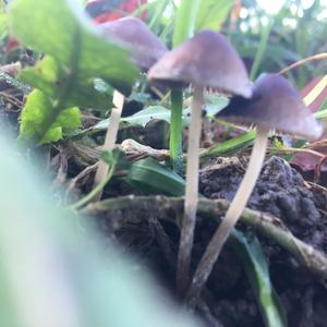 Lawn Mower`s Mushroom