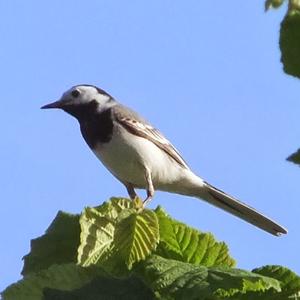 White Wagtail