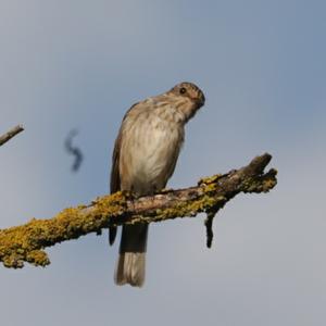 Spotted Flycatcher