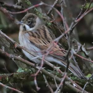 Reed Bunting