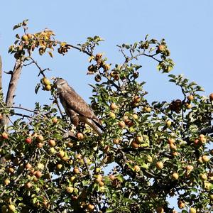 Common Buzzard