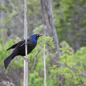 Common Grackle