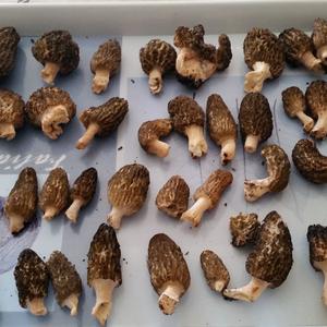 Black Morel