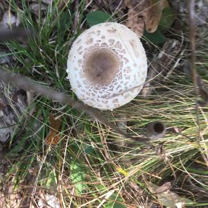 Parasol Mushroom