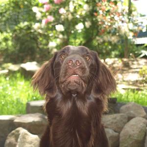 Retriever (Flat-Coated)