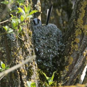 Long-tailed Tit