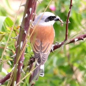 Red-backed Shrike