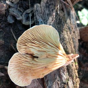 Oyster Mushroom