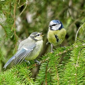 Blue Tit