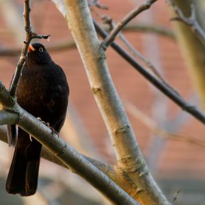 Eurasian Blackbird