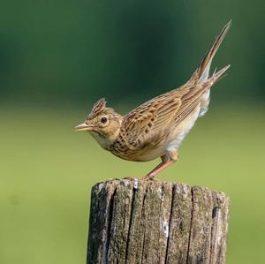 Eurasian Skylark