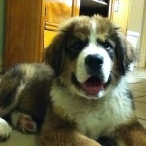 Saint Bernard