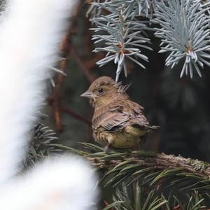 European Greenfinch