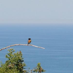 European stonechat