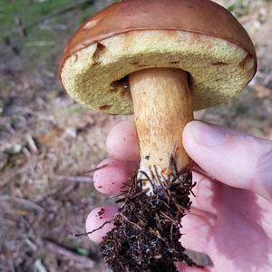 Bay Bolete